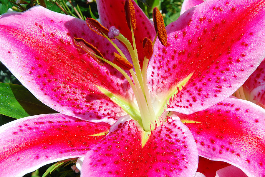 Lily #1 Photograph by Janice Adomeit