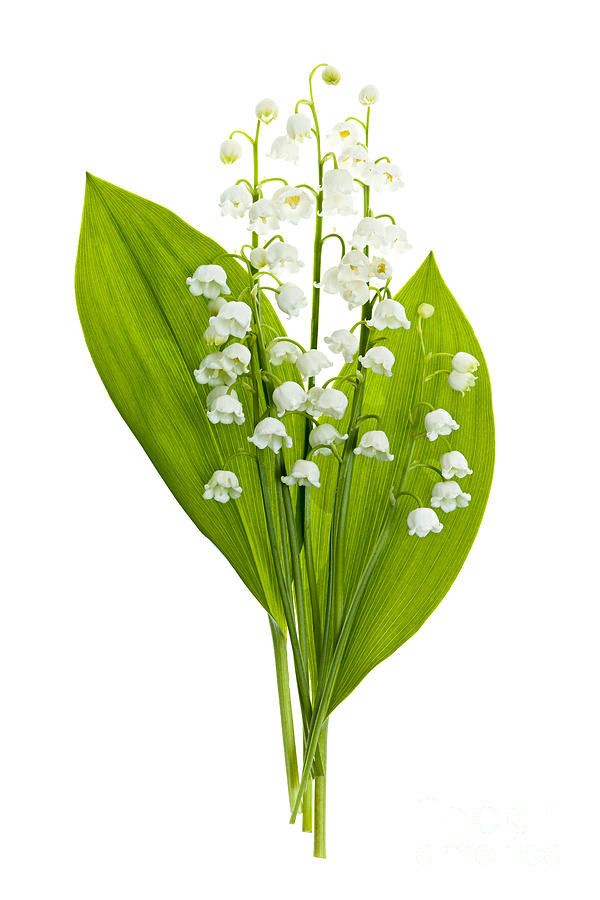 Flower Photograph - Lily-of-the-valley flowers #4 by Elena Elisseeva