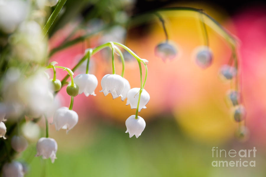 Lily of the valley #1 Photograph by Kati Finell