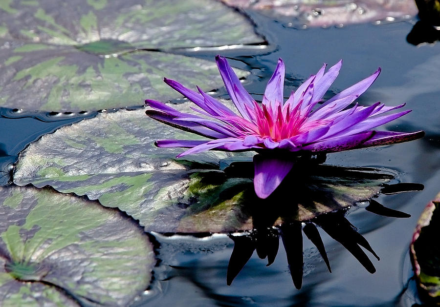 Lily Pad With Flower Photograph by Athena Mckinzie
