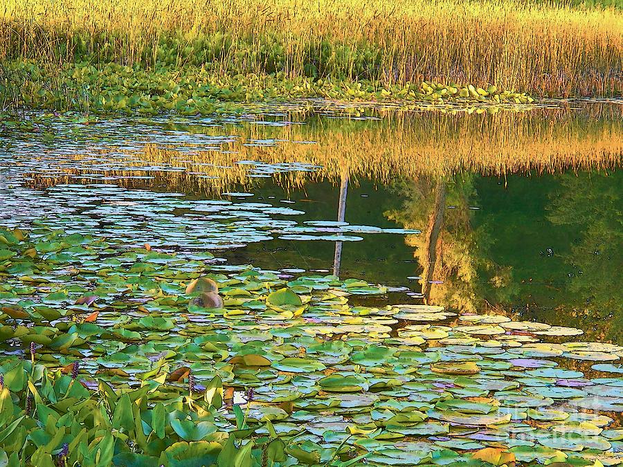 Lily Pads on the Lake #1 Photograph by Joyce Kimble Smith