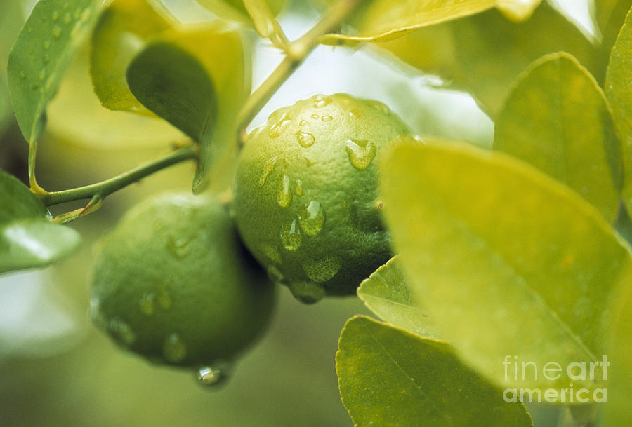 Nature Photograph - Limes #2 by Juan Silva