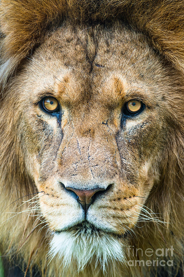 Lion #1 Photograph by Andrew  Michael