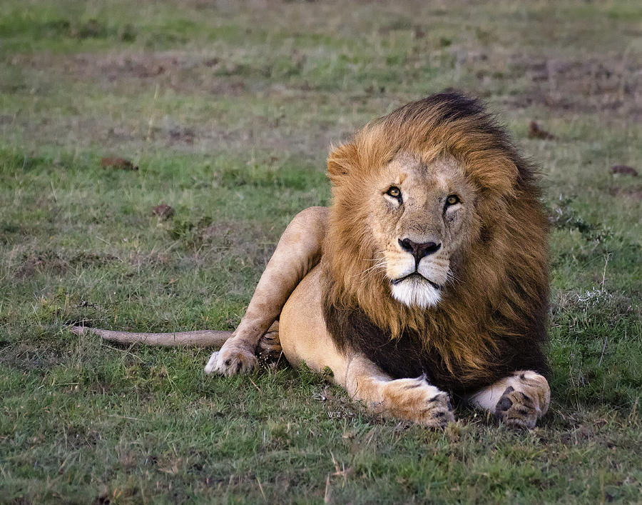 Lion King #1 Photograph by Marion McCristall