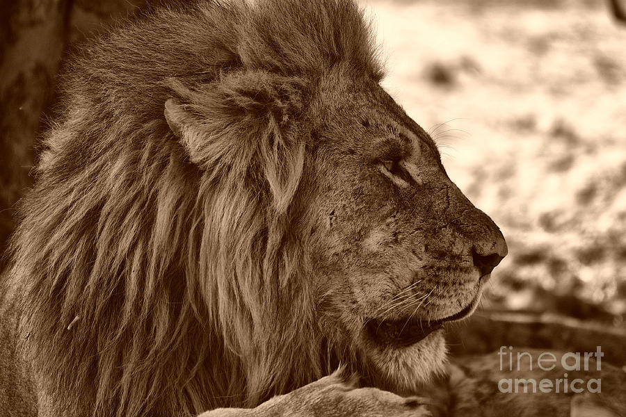lion of Chobe #1 Photograph by Mareko Marciniak