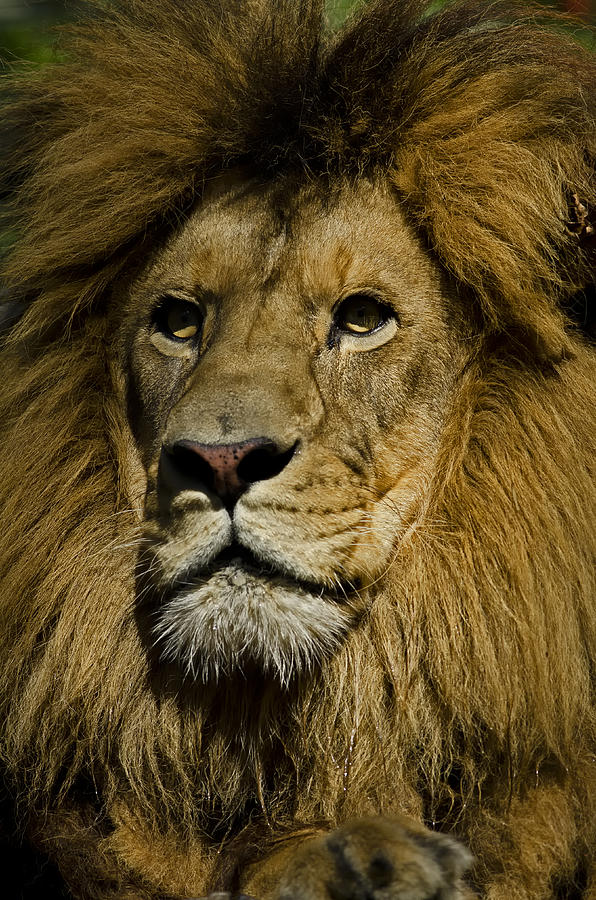 Lion Portrait #2 Photograph by JT Lewis