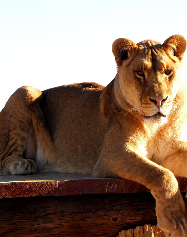 Lioness in all her beauty #1 Photograph by Kim Galluzzo