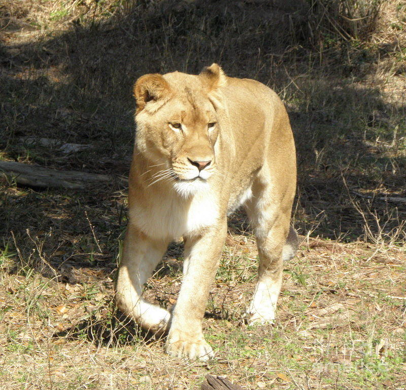 Lioness #1 Photograph by Kim Galluzzo