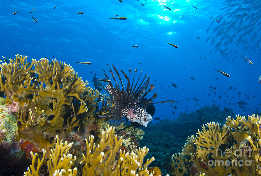 Lionfish Foraging Amongst Corals #1 Photograph by Steve Jones