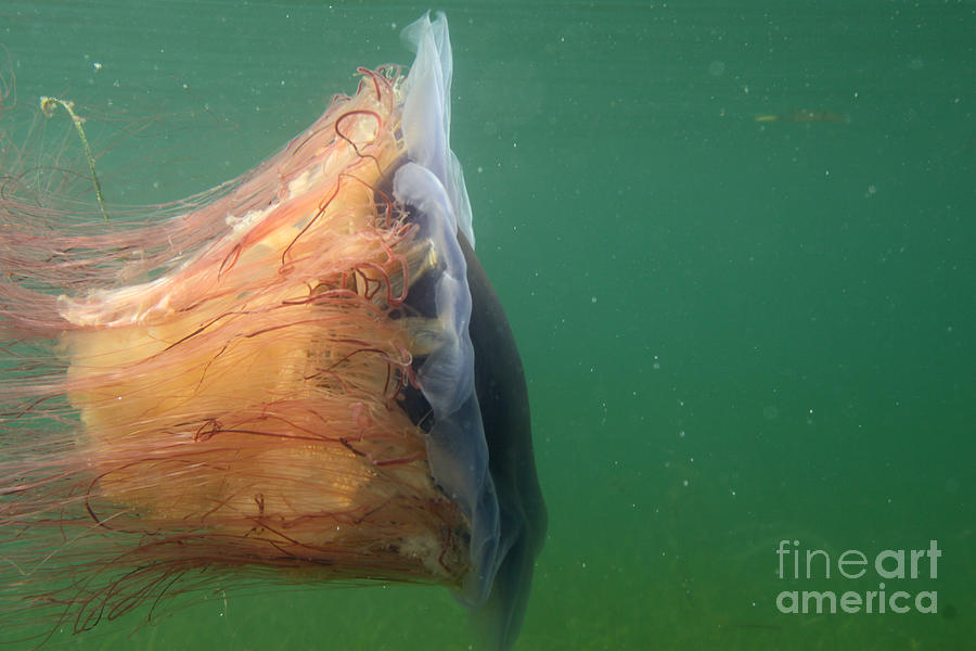 Lions Mane Jellyfish #9 Photograph by Ted Kinsman
