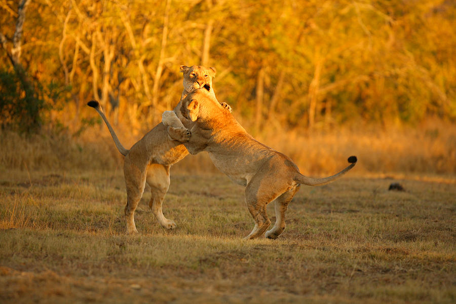 Animal Photograph - Lions Playing #1 by Mike Horvath
