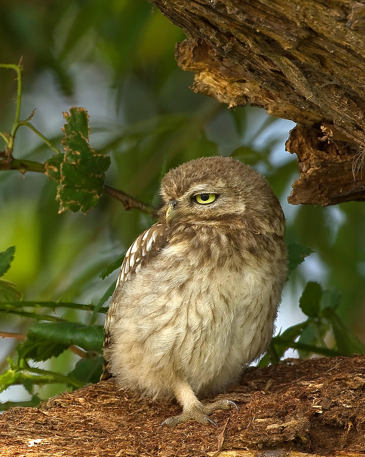 Little Owl  #1 Photograph by Paul Scoullar