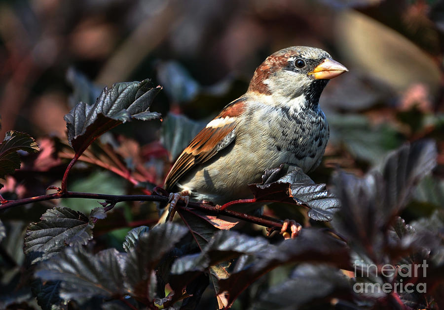 Little Sparrow #2 Photograph by Elaine Manley