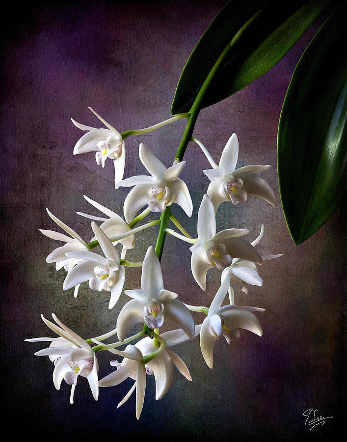 Little White Orchids #1 Photograph by Endre Balogh