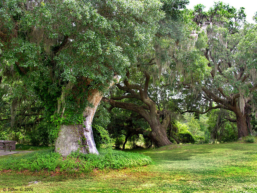 Live Oaks Photograph by Grace Dillon - Fine Art America