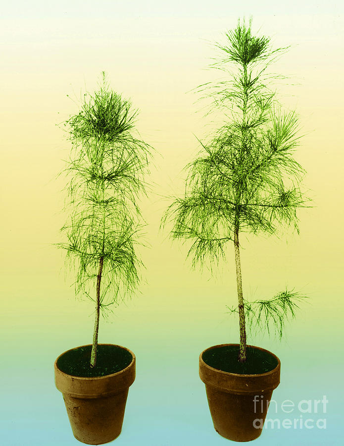Loblolly Pine Gibberellic Acid #1 Photograph by USDA/Omikron