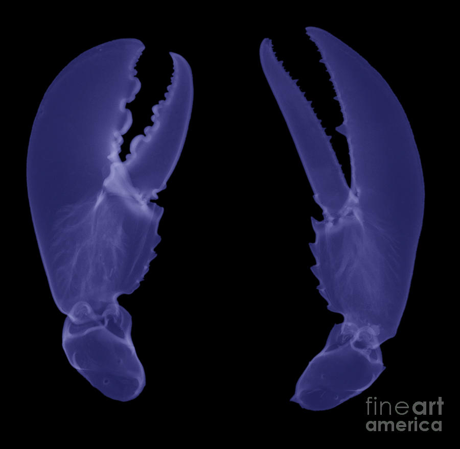 Nature Photograph - Lobster Claws X-ray #3 by Ted Kinsman