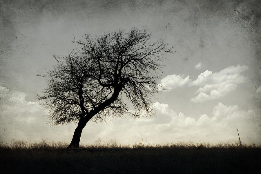 Landscape Photograph - Lone Tree #1 by Mike Irwin