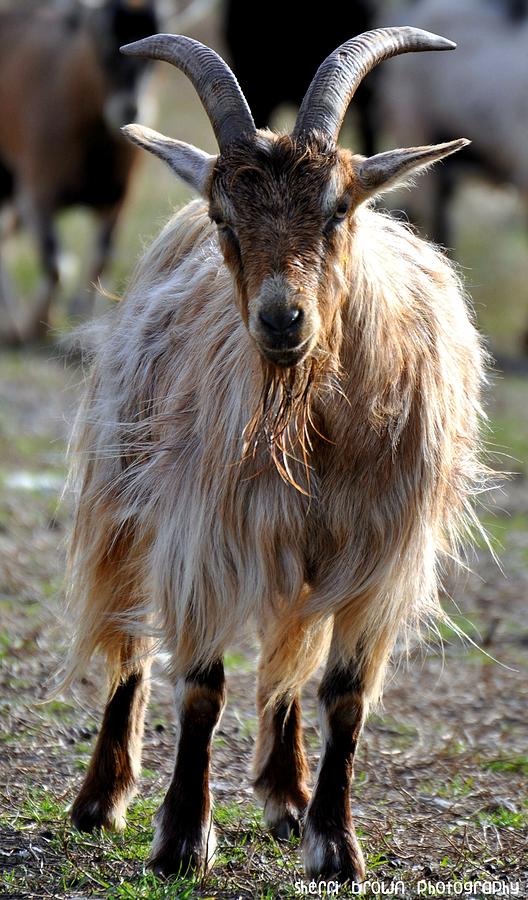 Long Haired Goat