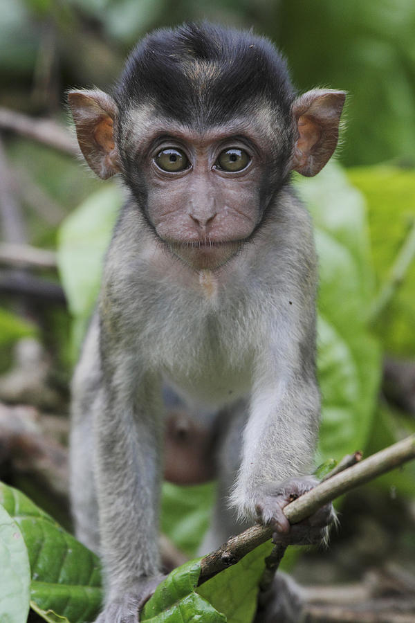 Long-tailed Macaque Macaca Fascicularis #1 Photograph by Hiroya Minakuchi