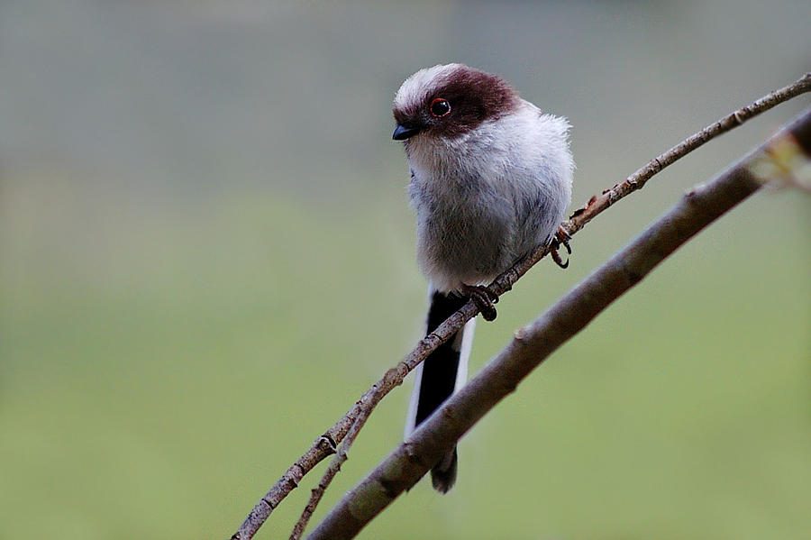 Long Tailed Tit Photograph