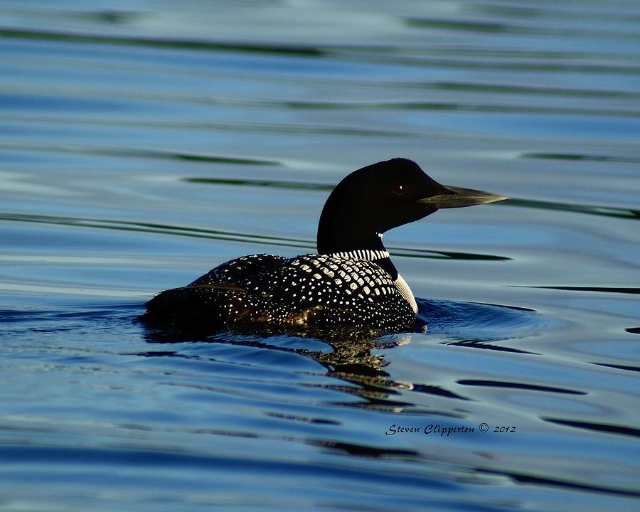 Loon 2 #2 Photograph by Steven Clipperton