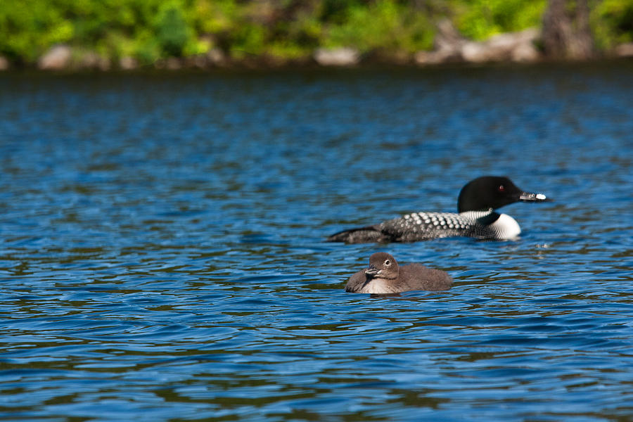Loon and Chick #1 Photograph by Benjamin Dahl