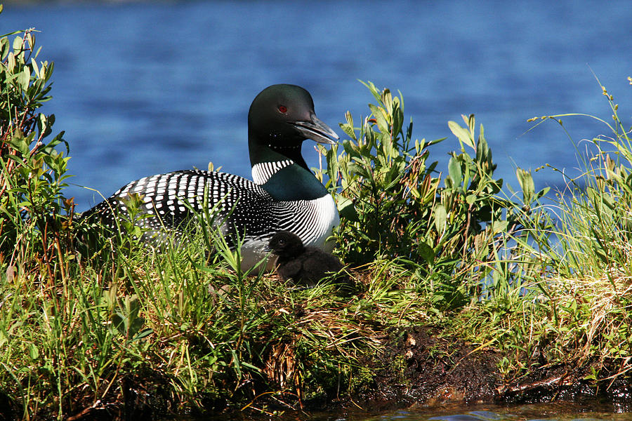 Loon and New Born Chick #1 Photograph by Benjamin Dahl