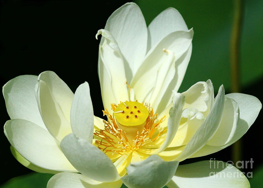 Lotus Blooming #1 Photograph by Sabrina L Ryan