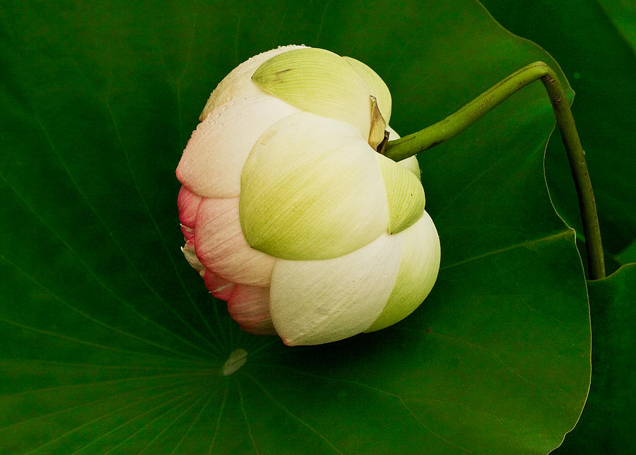 Lotus #1 Photograph by Jean Noren