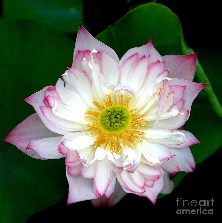 Lotus #1 Photograph by Mark Gilman