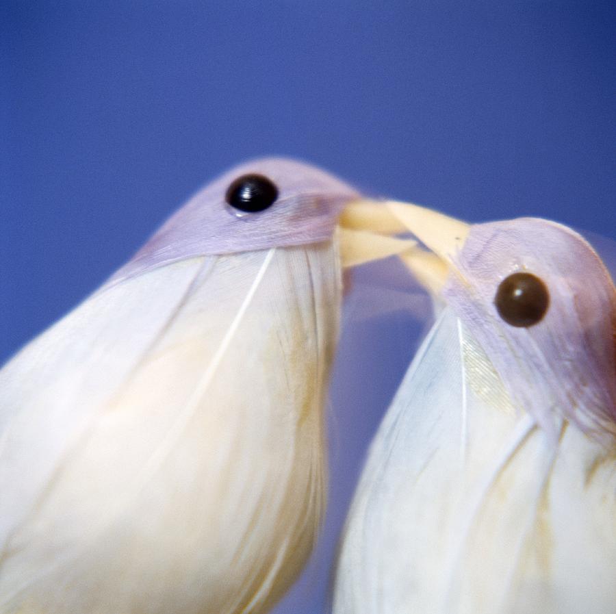 Toy Photograph - Love Birds #1 by Cristina Pedrazzini