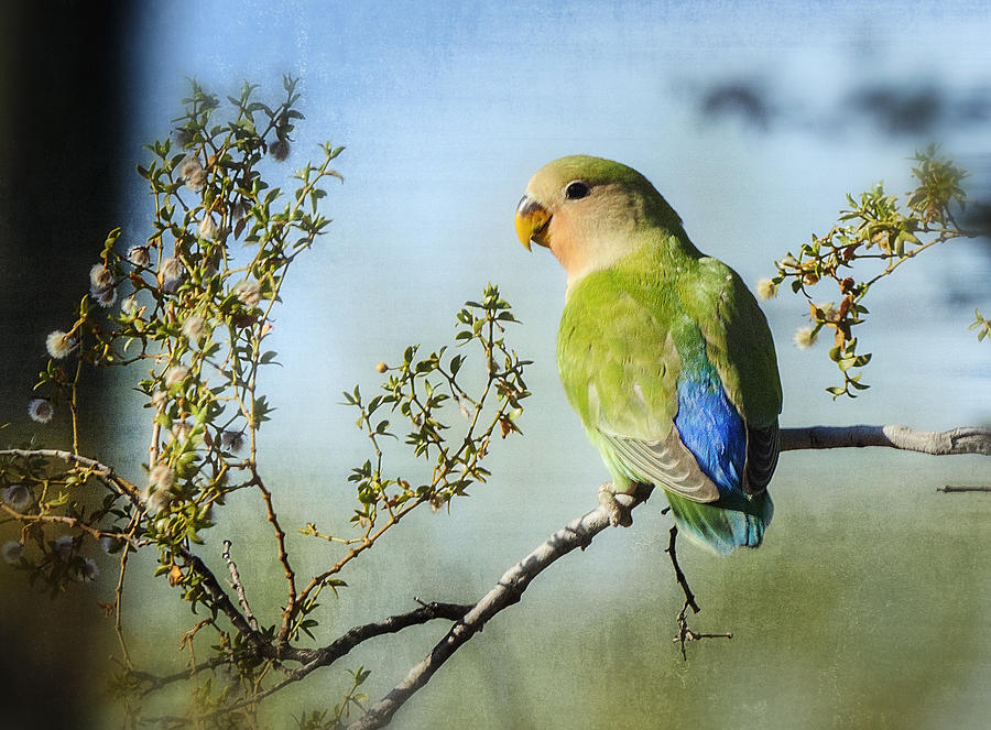 Bird Photograph - Lovebird  #1 by Saija Lehtonen