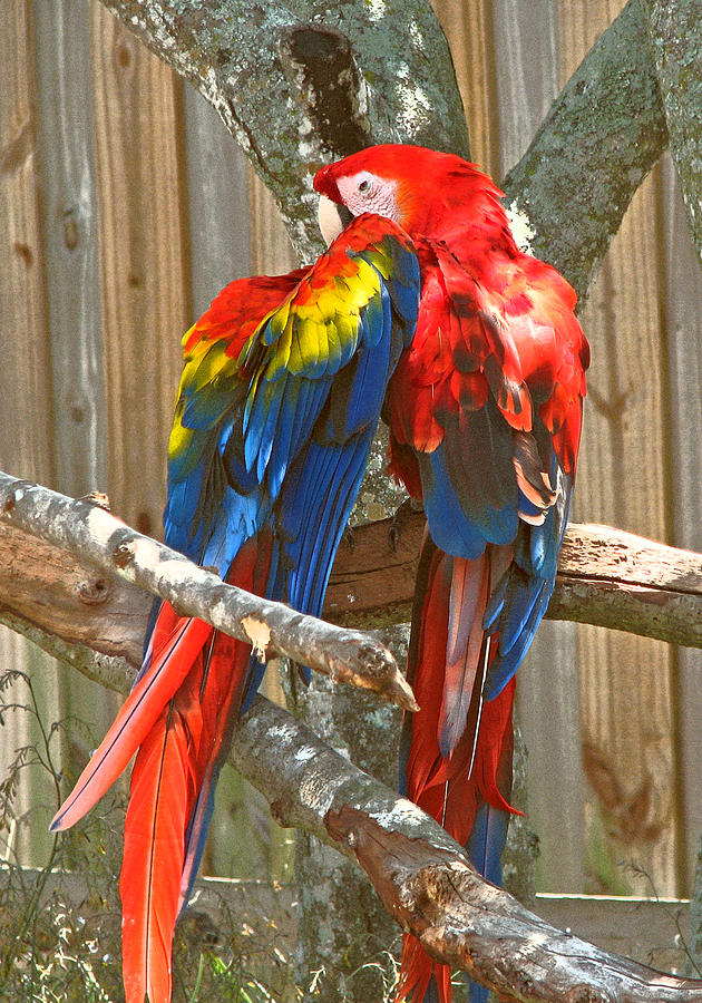 Lovebirds #1 Photograph by Peggy Urban