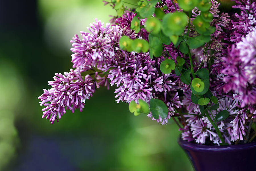 Lovely Lilacs Photograph