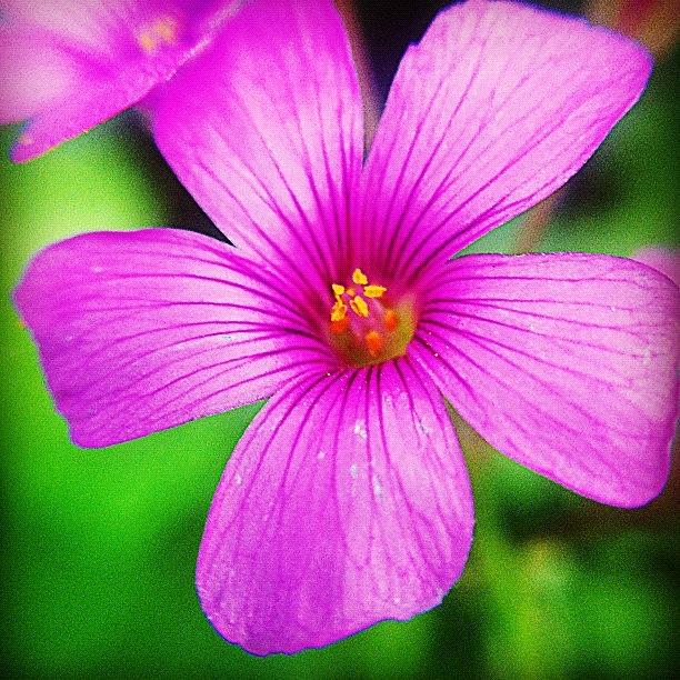 Nature Photograph - #lucerne #alfalfa #flower #nature #1 by Jason Fang