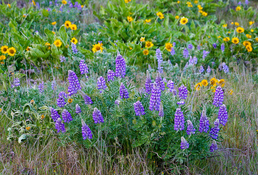 Lupines #1 Photograph by Jean Noren