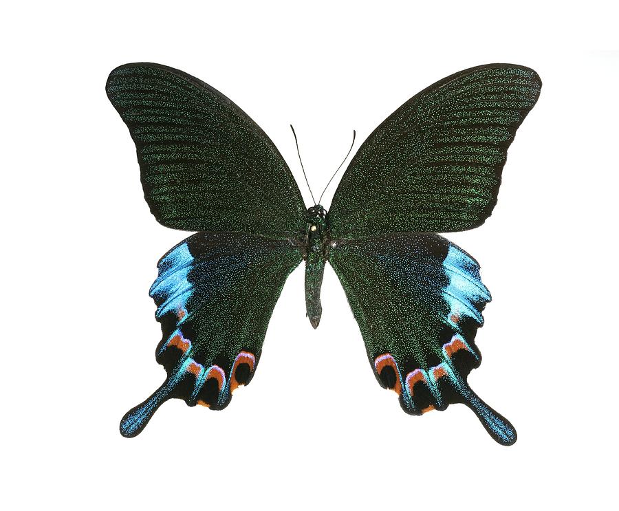 Luzon Peacock Swallowtail. 