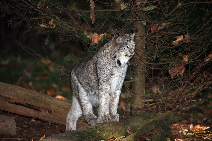 Wildlife Photograph - Lynx Alert #1 by Wildcat Photography