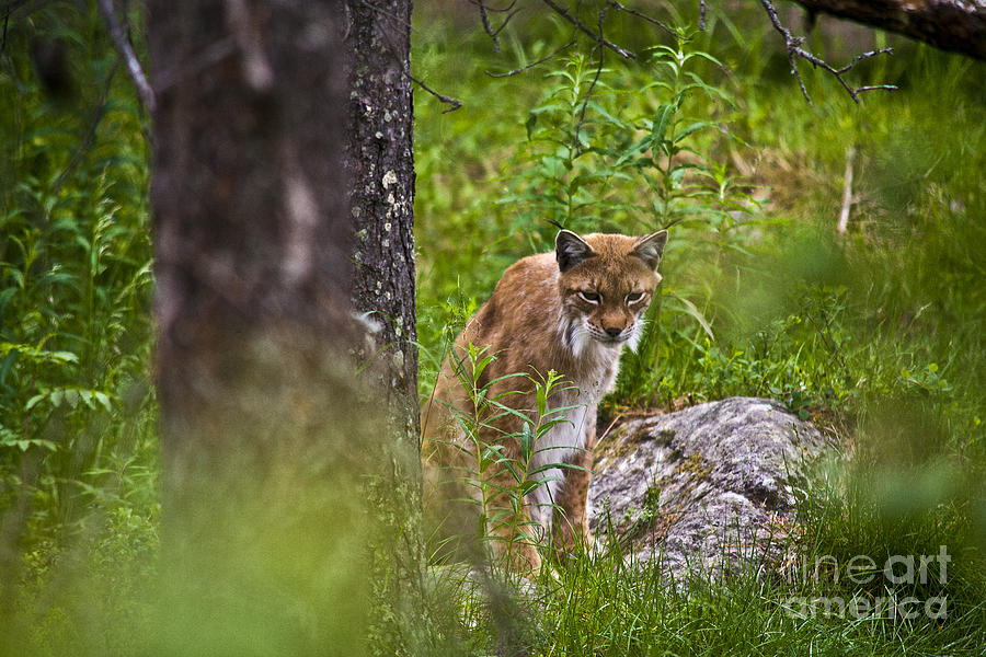 Lynx #3 Photograph by Heiko Koehrer-Wagner