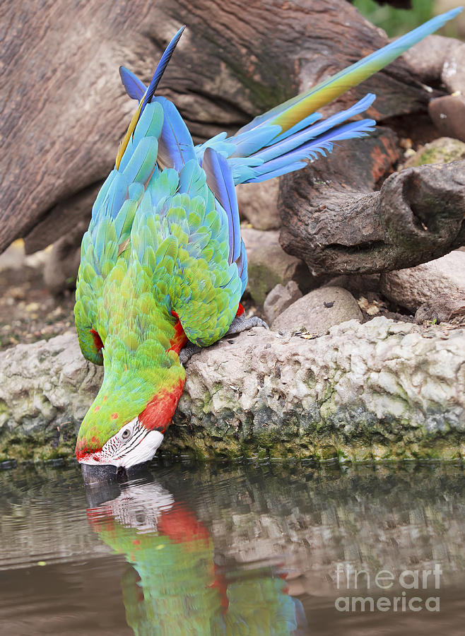 Jungle Photograph - Macaw  #1 by Anek Suwannaphoom