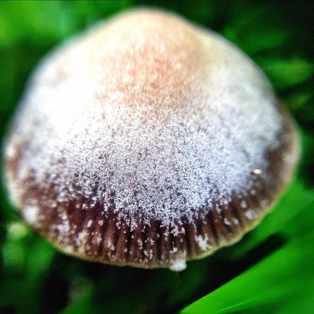 Mushroom Photograph - Macro Mushroom #1 by Natasha Marco