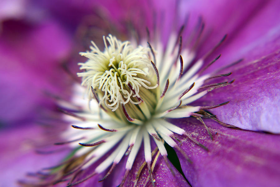 Nature Photograph - Macro Purple Clematis Flower by Pixie Copley