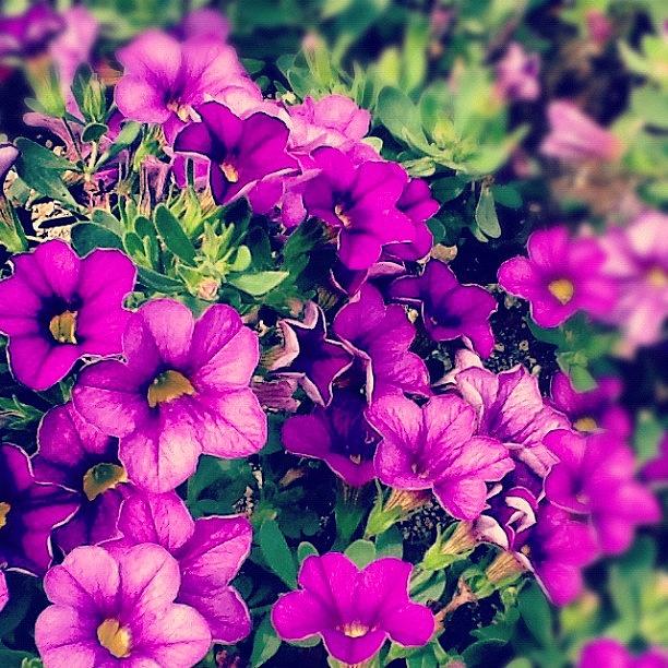 Flower Photograph - #macro_flower #macrogardener #1 by Christina Pabustan