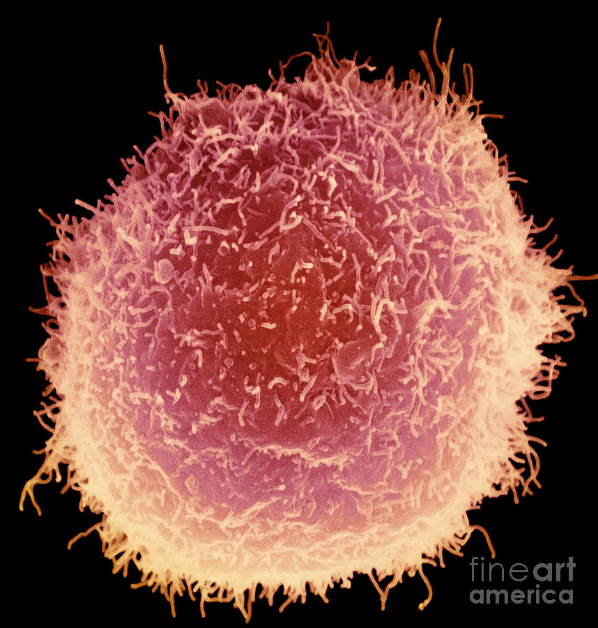 Macrophage And Lymphocytes #1 Photograph by Science Source
