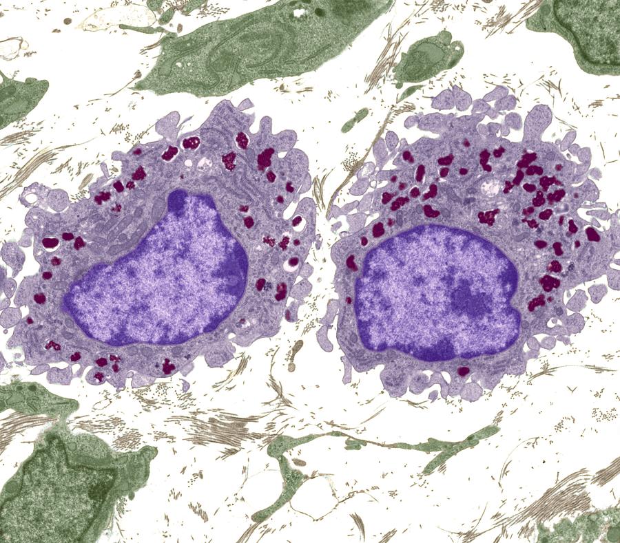 Macrophage Cell Histology