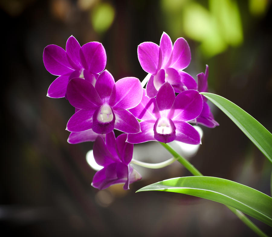 Magenta Orchids #1 Photograph by Joe Carini - Printscapes