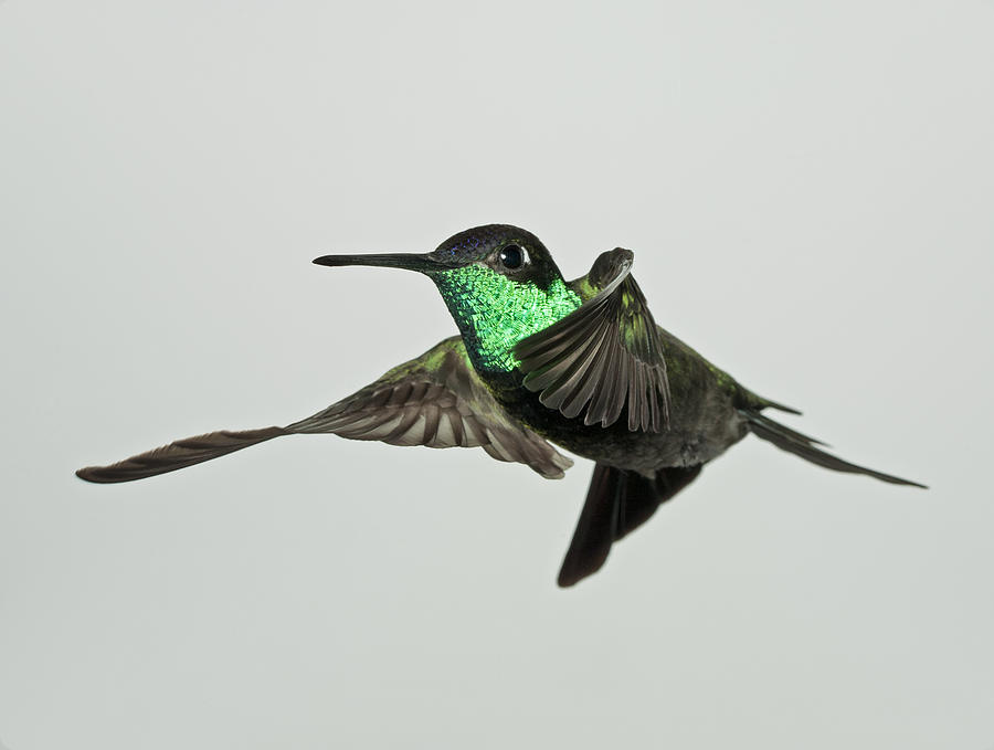 Magnificent Hummingbird in Flight #1 Photograph by Gregory Scott