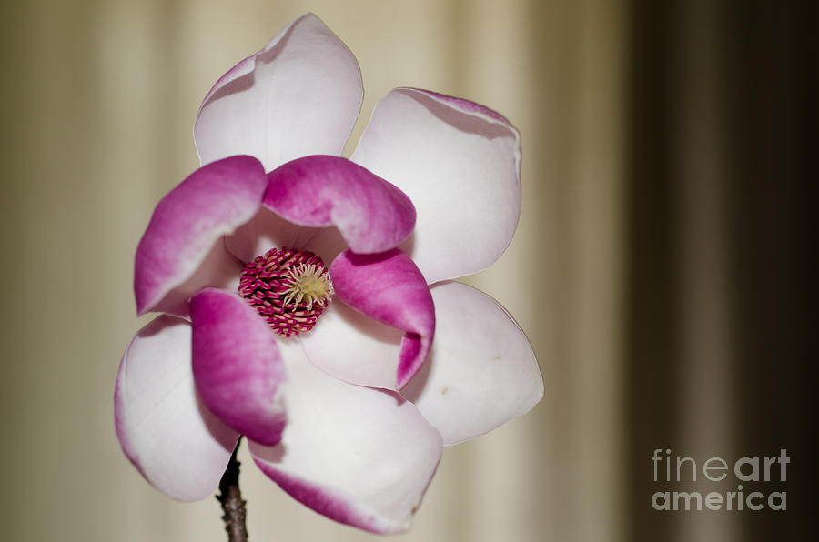 Magnolia Movie Photograph - Magnolia flower #1 by Mats Silvan