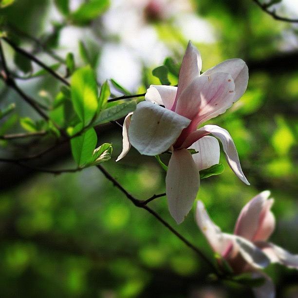 Nature Photograph - Magnolia #flowers #nature #beautiful #1 by Jason Fang